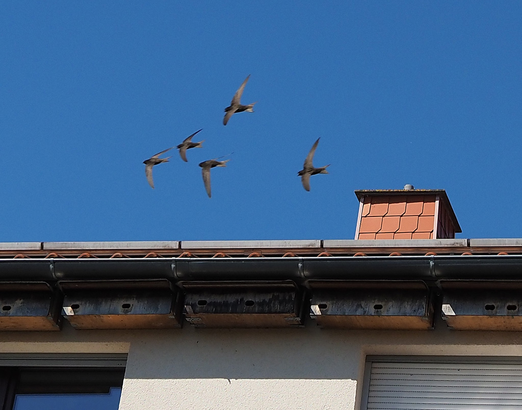 Mauersegler im Vorbeiflug